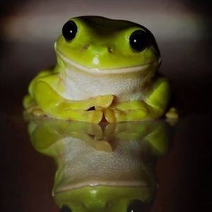 Meet your Posher, Julie